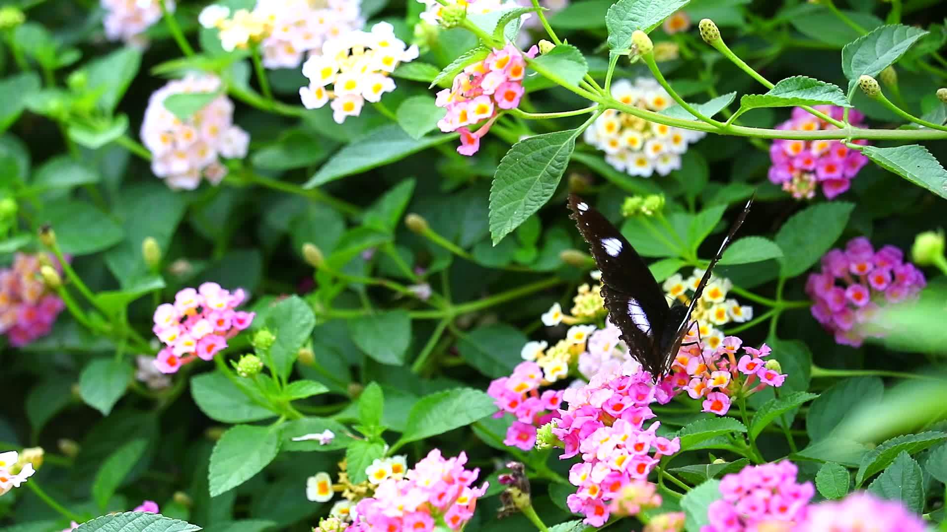 蝴蝶在花园的花朵上发现了粉红色的亚特兰大白斑马的甜蜜视频的预览图