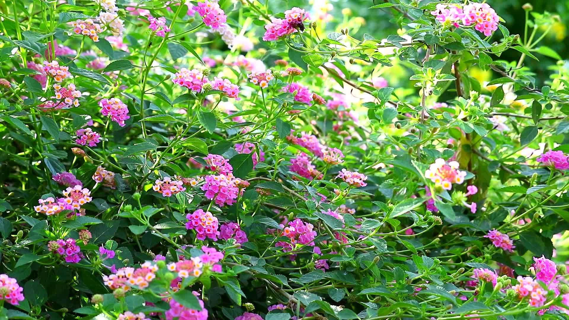 花在花园里开花背景3野花视频的预览图