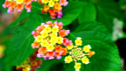 在花园和绿叶中开花的粉黄色对冲1视频的预览图