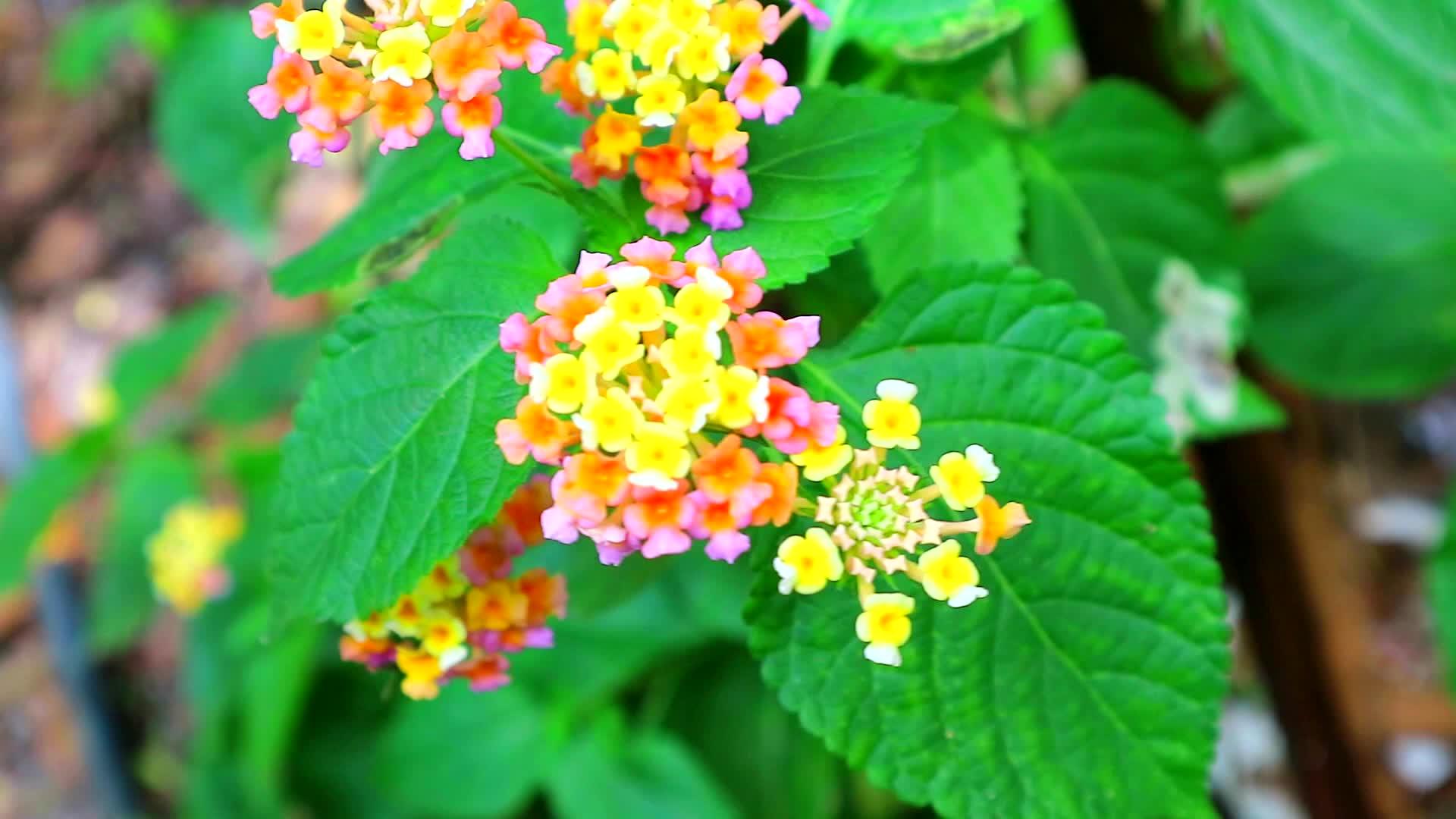 花朵在花园和绿叶中开花视频的预览图
