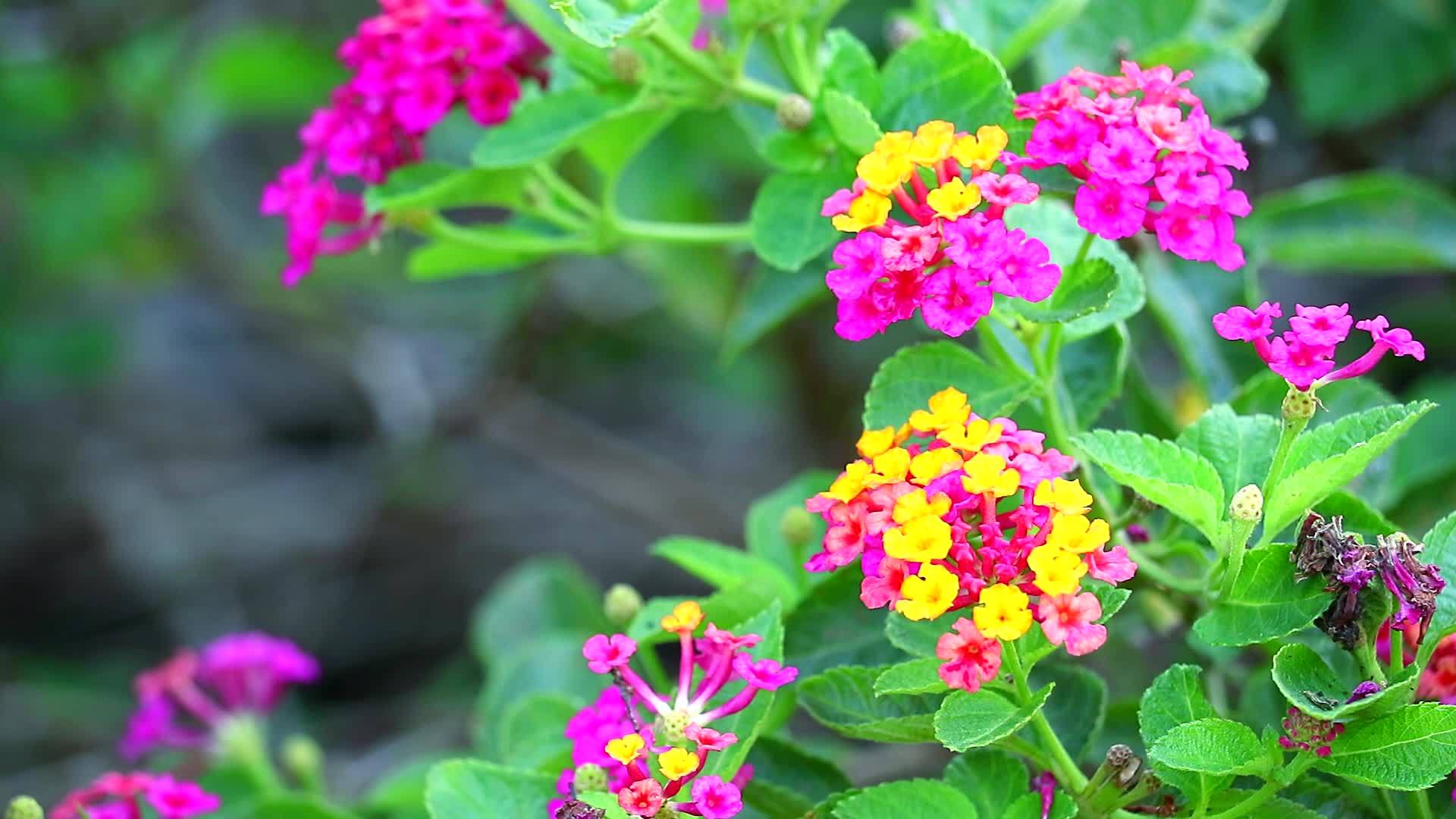 花在花园里开花花是棕色的粉红色的黄色的视频的预览图
