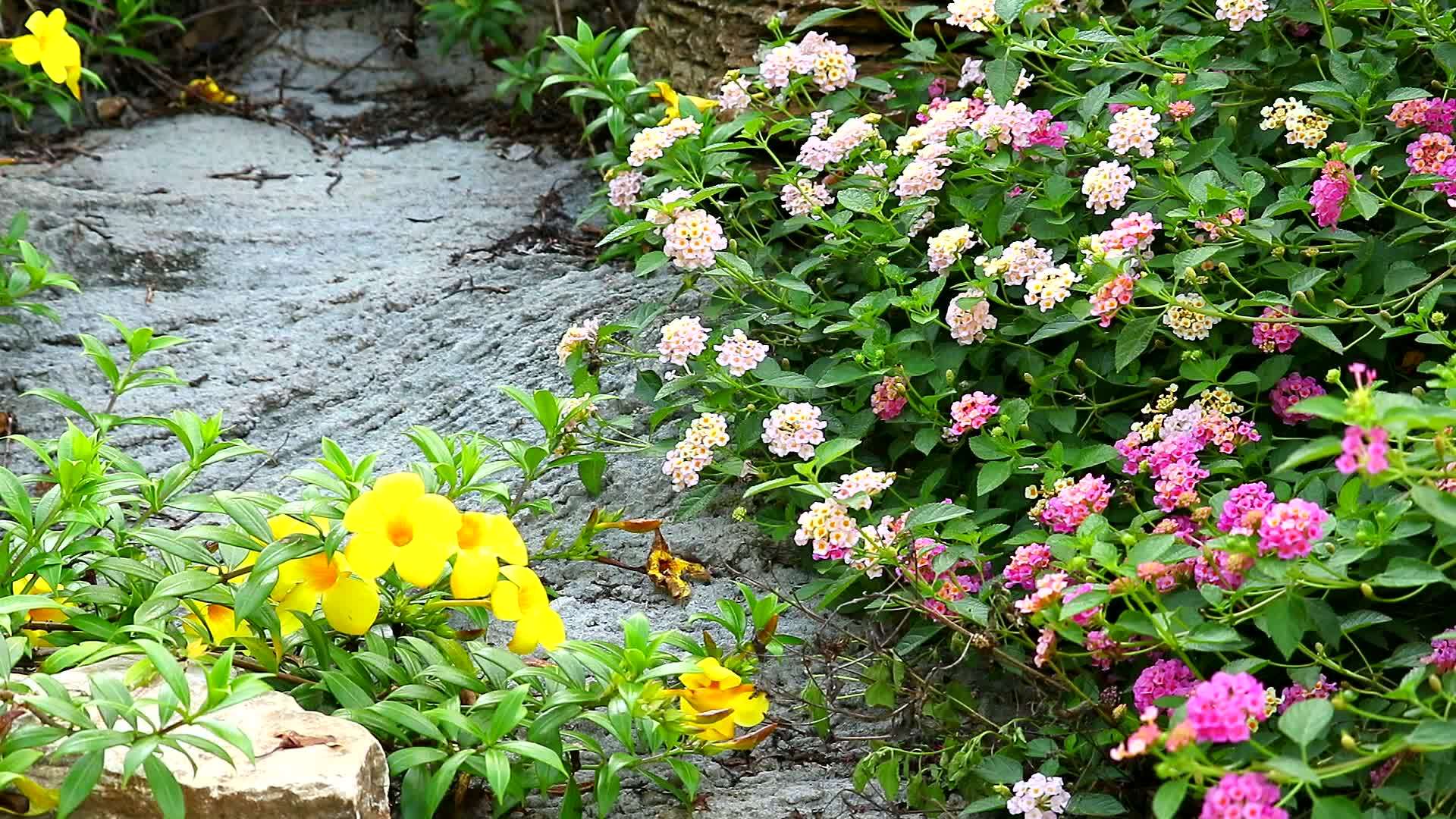 花园里开满了棕色的粉红色的白色花束和黄色的花视频的预览图