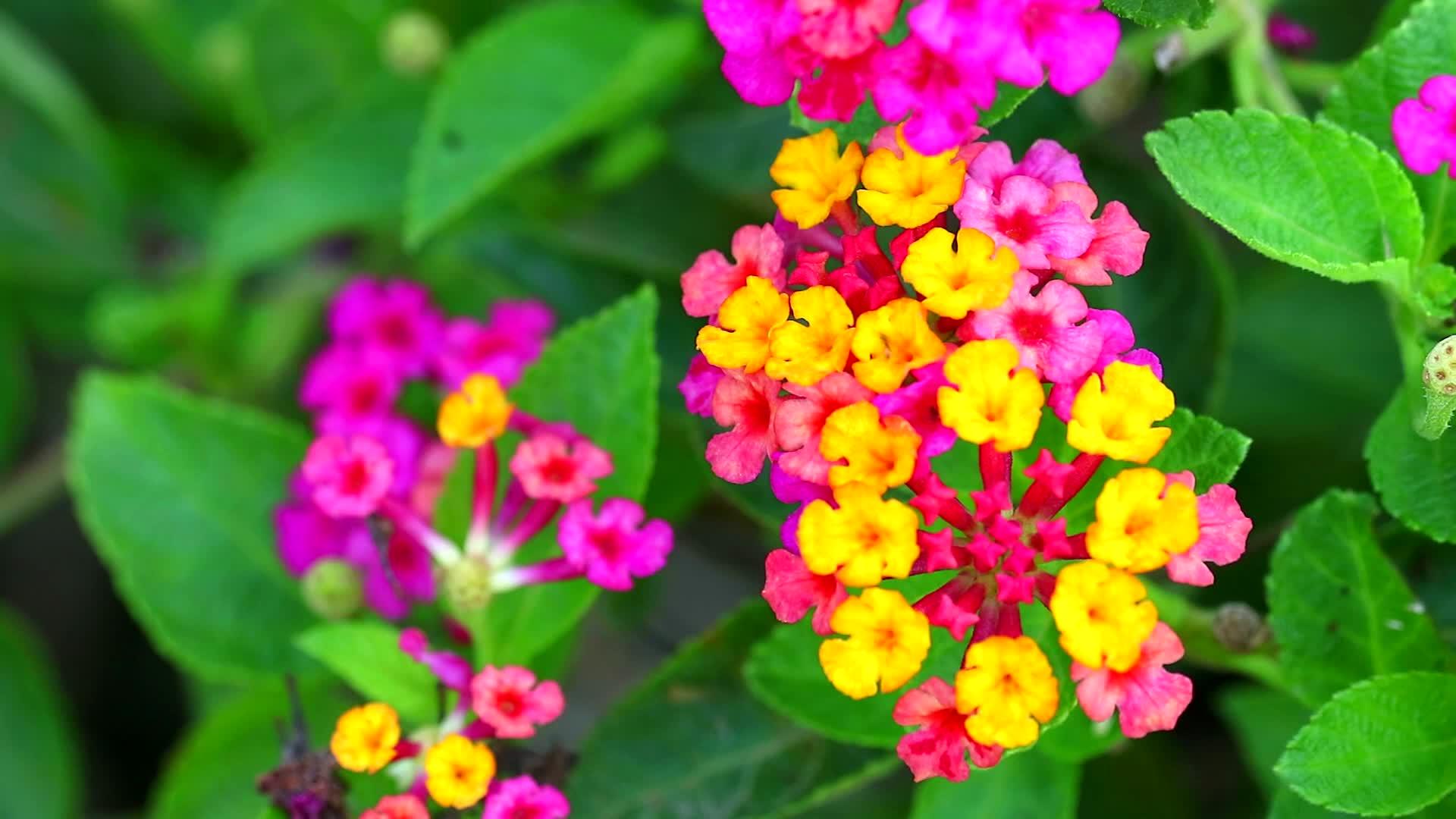 五颜六色的彩虹花束盛开在花园里视频的预览图