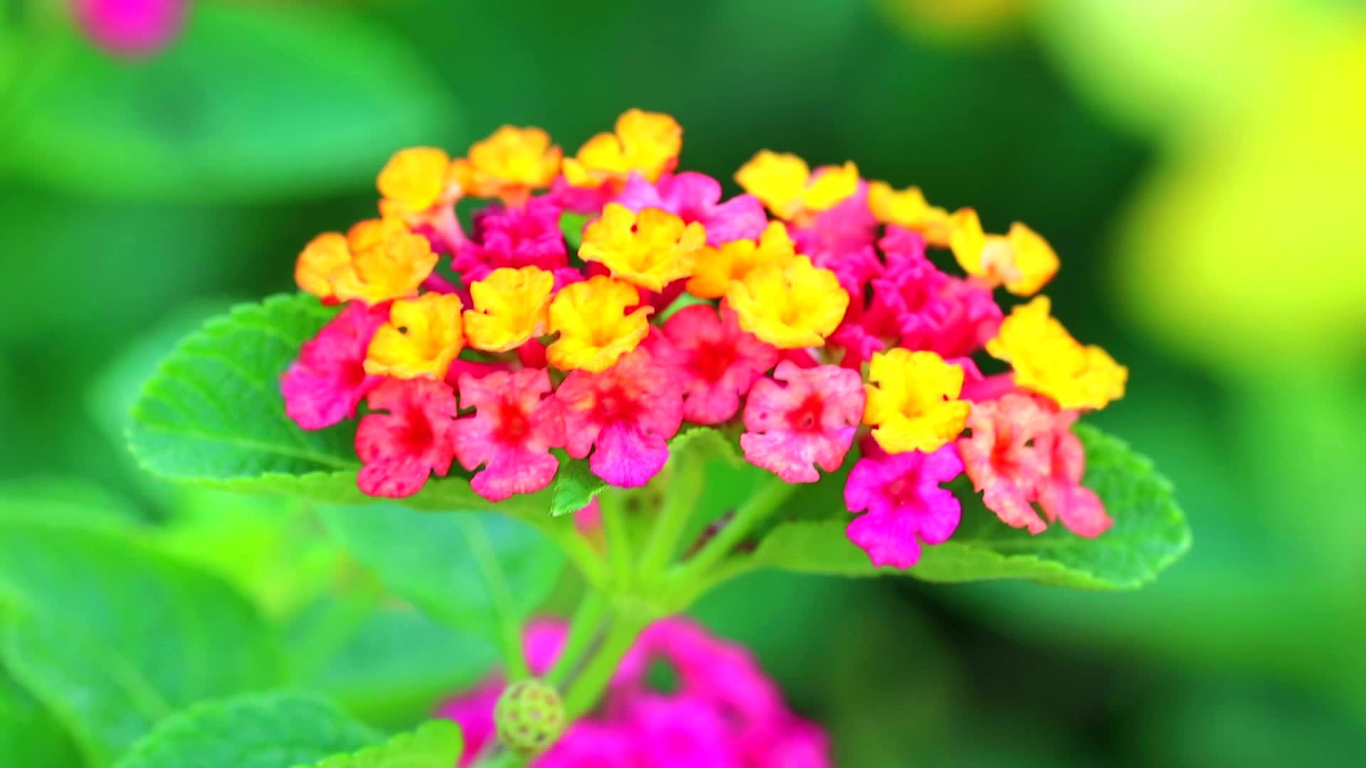 马缨丹五颜六色的彩虹花束花1视频的预览图