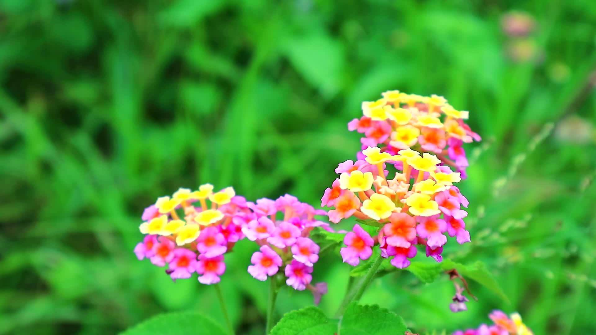 花园里有五颜六色的粉黄色亚兰大棕色西兰花和五颜六色的绿叶视频的预览图