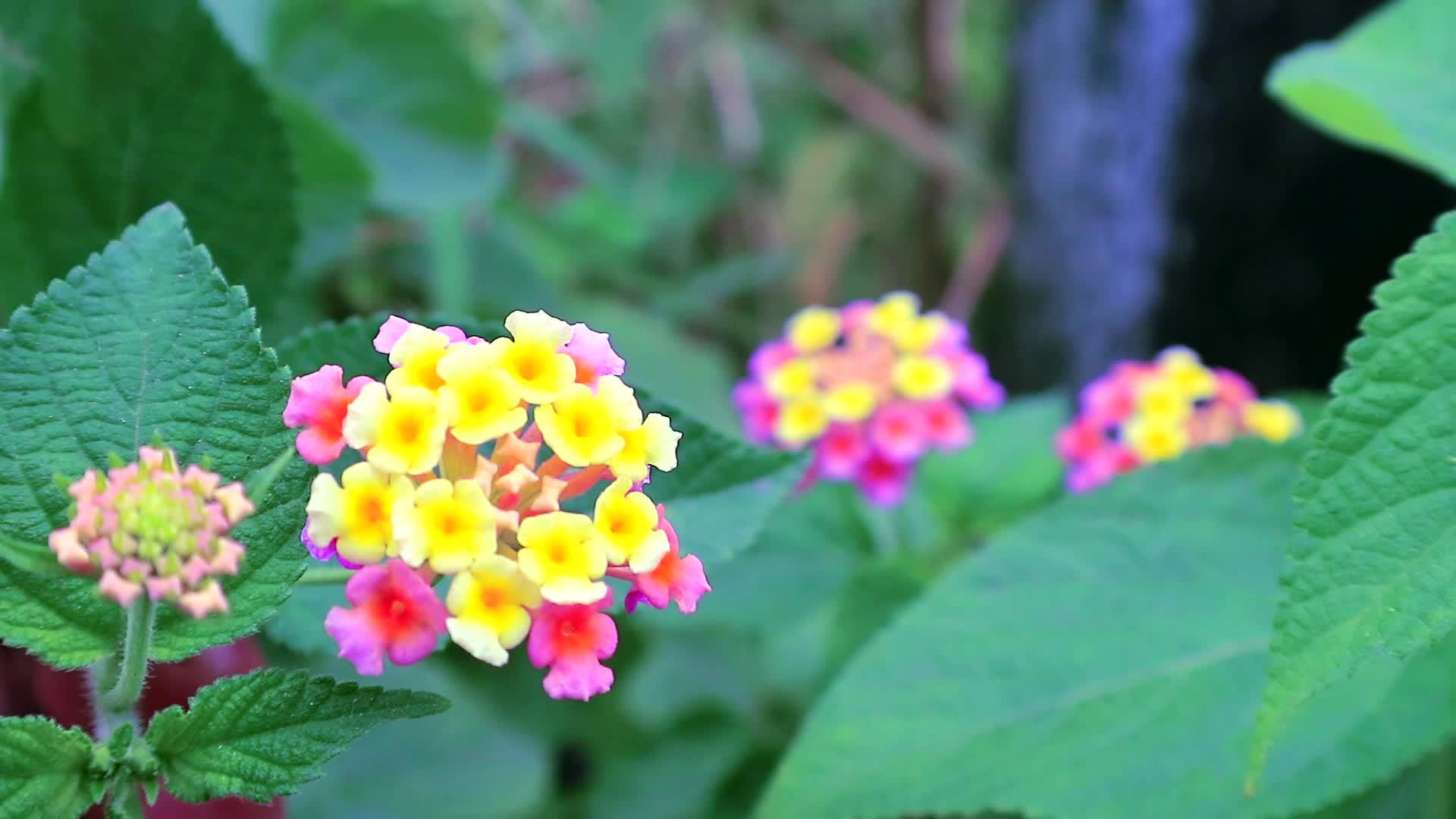 花园里有绿叶的粉黄色亚兰大棕色西兰花视频的预览图