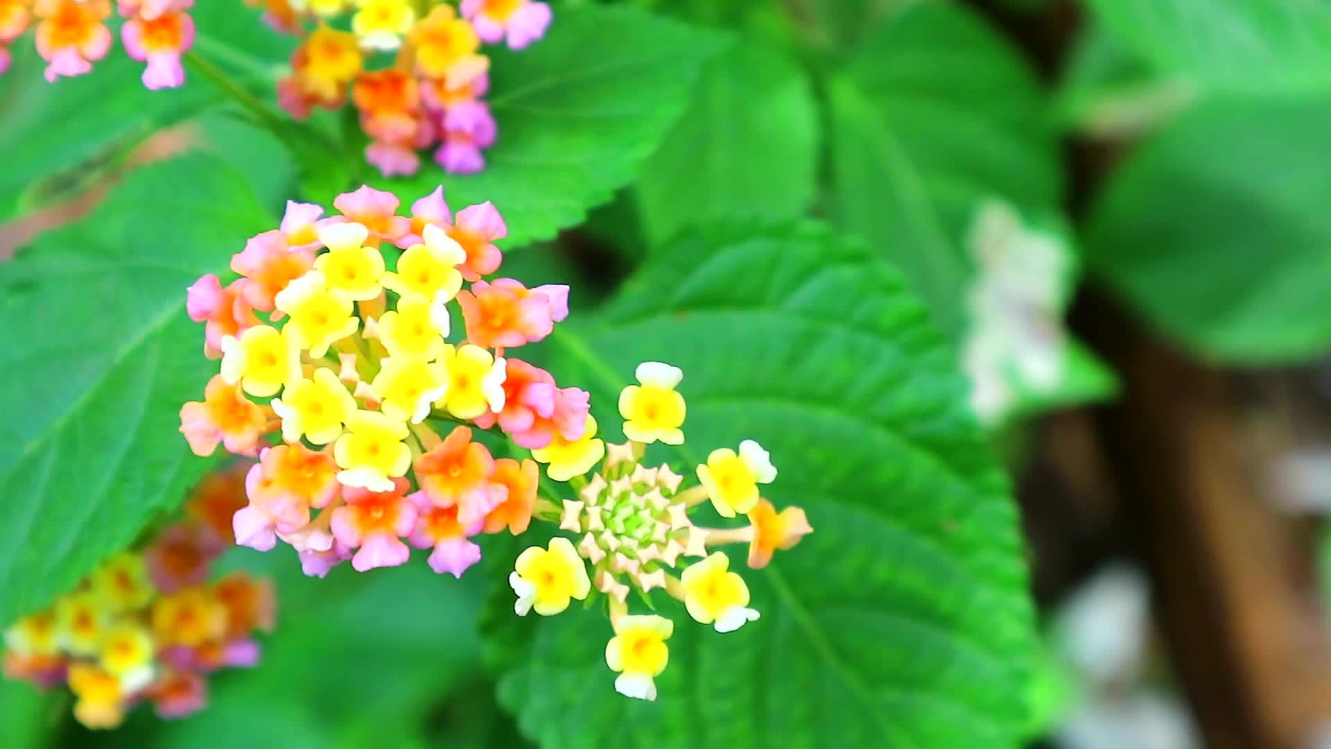 粉黄色的花在花园和绿叶上对冲视频的预览图