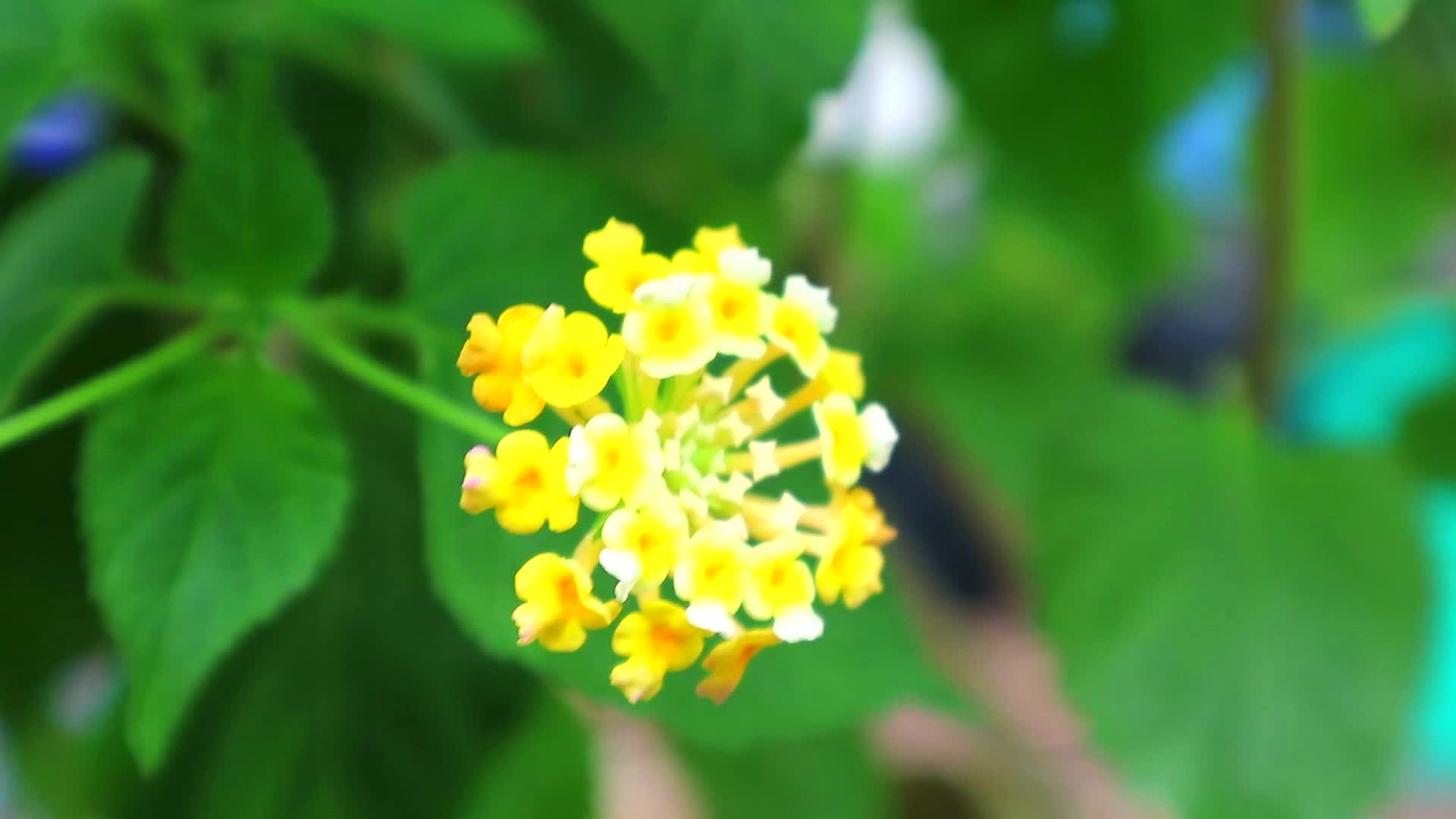 金黄色的花袍在花园和绿叶的背景下开花视频的预览图