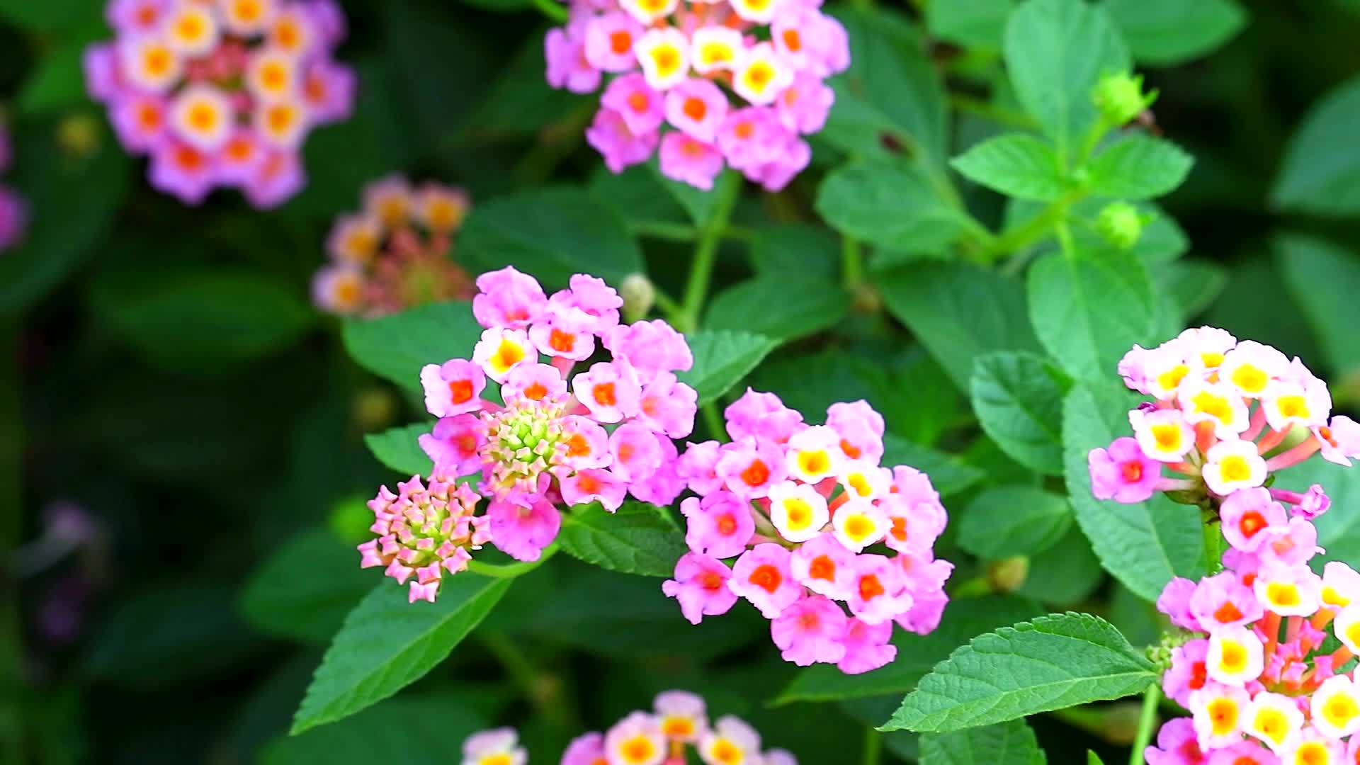 盛开在花园里的马缨丹五颜六色的粉红色白色花束视频的预览图