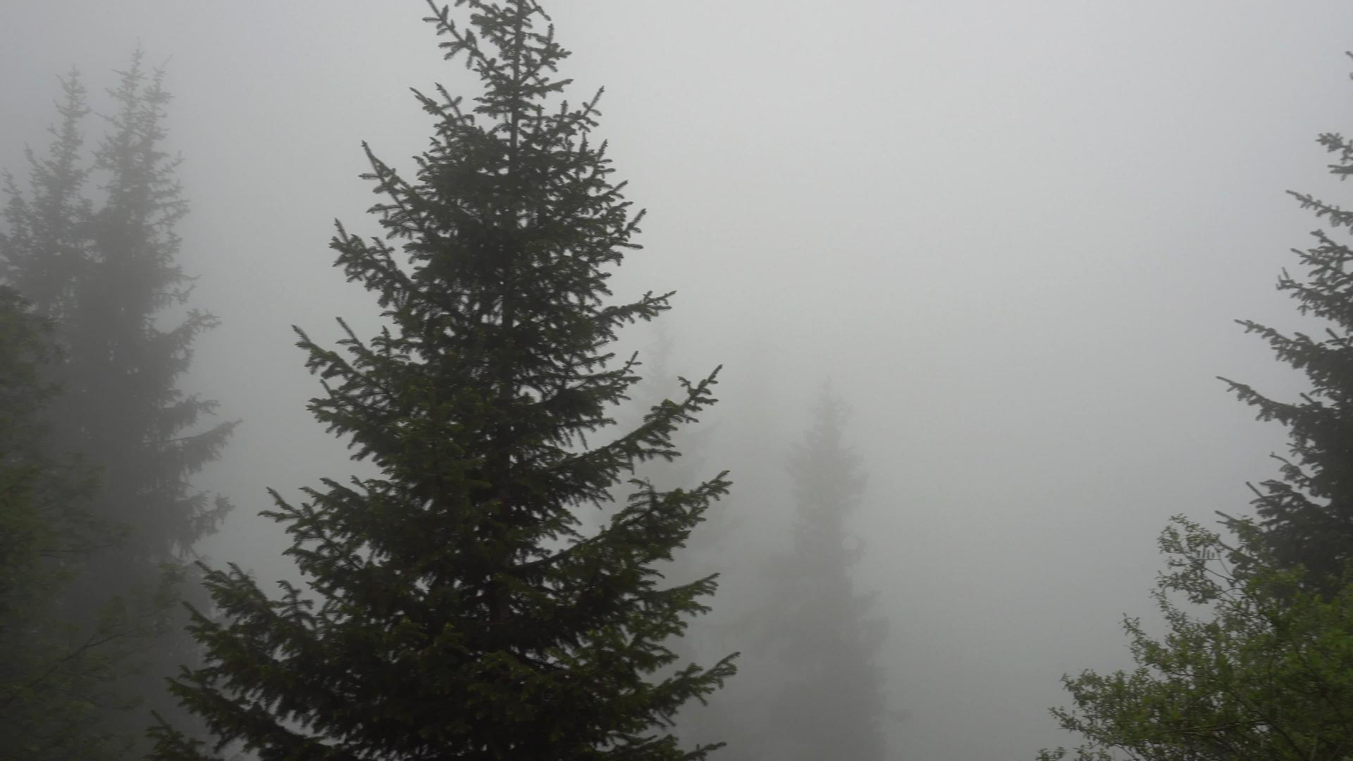 森林里笼罩着浓雾视频的预览图