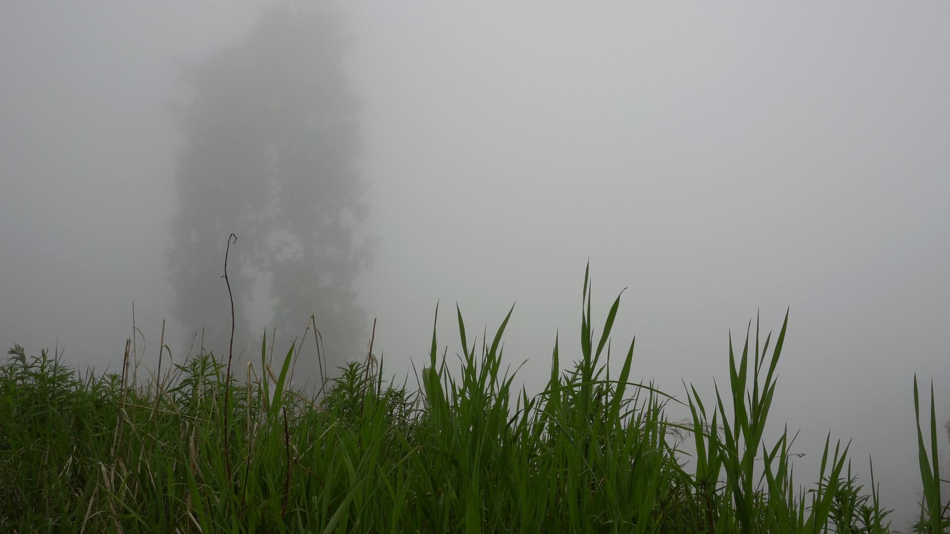 森林里笼罩着浓雾视频的预览图