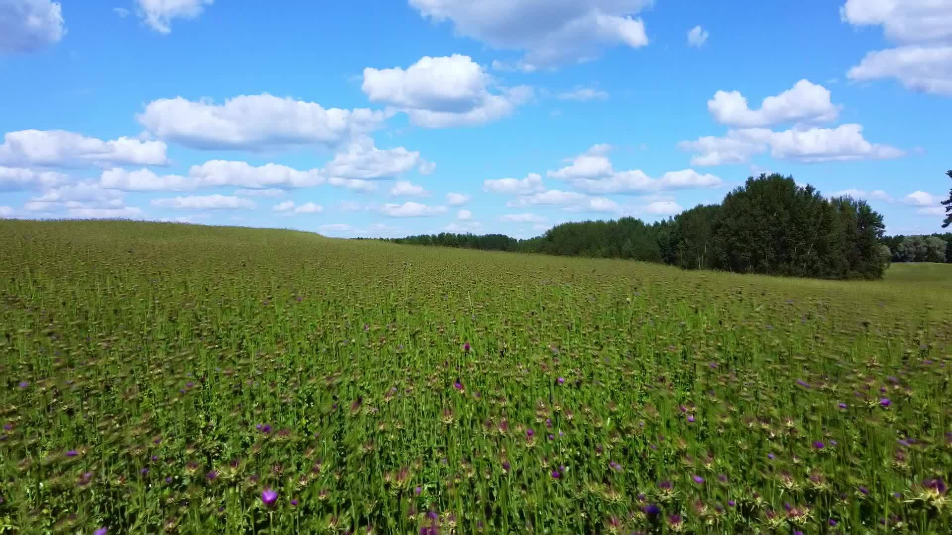 无人驾驶飞机飞越绿地俯瞰森林和蓝天视频的预览图