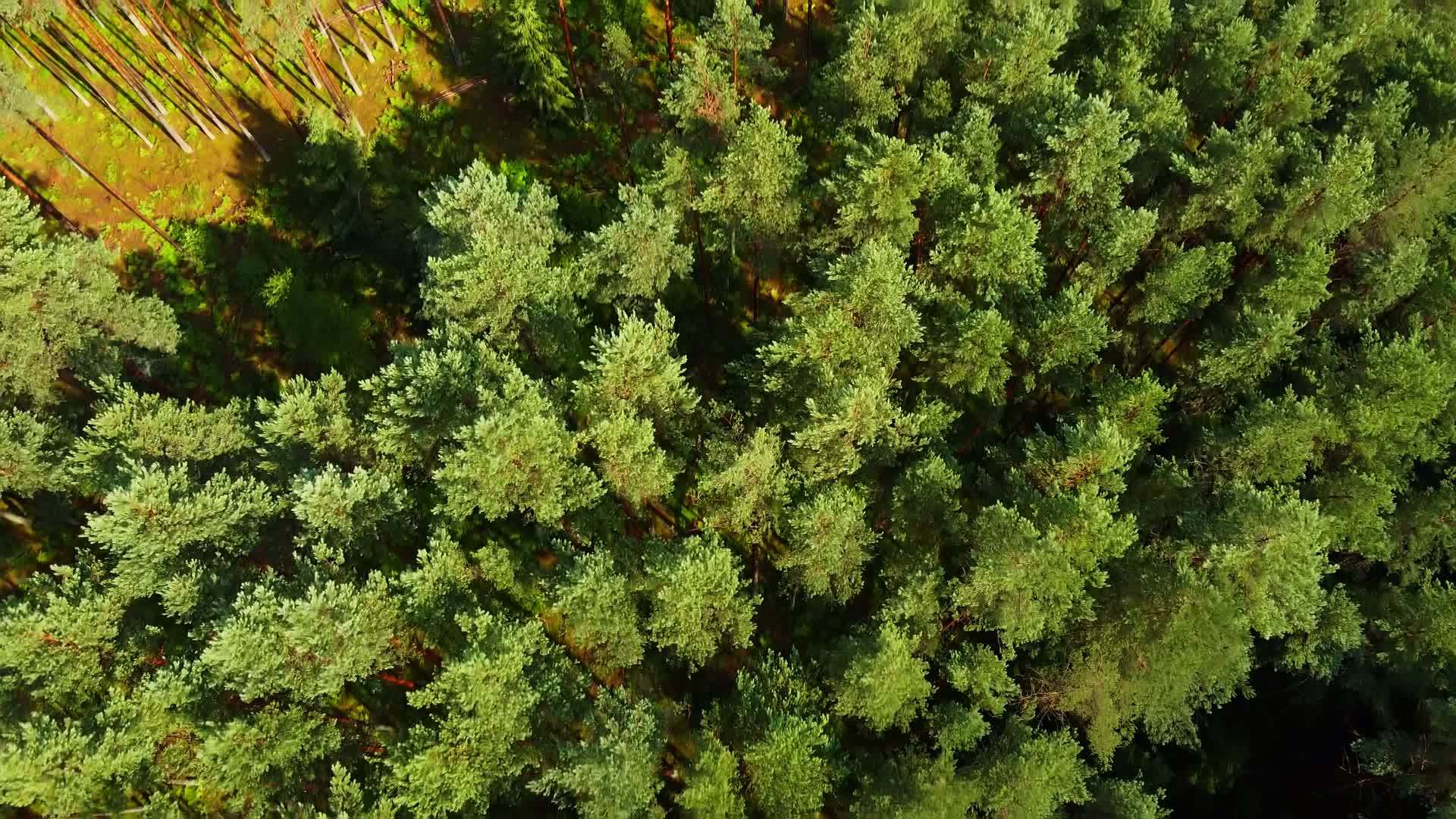 观察夏季绿色森林的空气视频的预览图