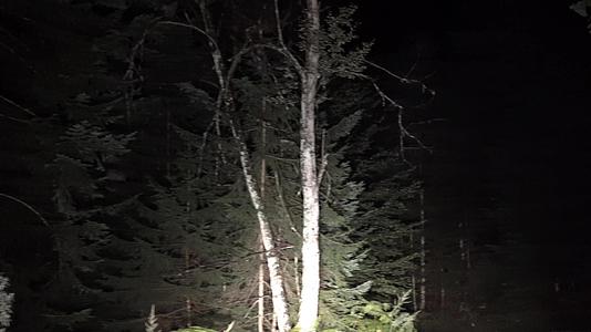 令人震惊的恐怖射击在黑暗恐怖的森林中视频的预览图