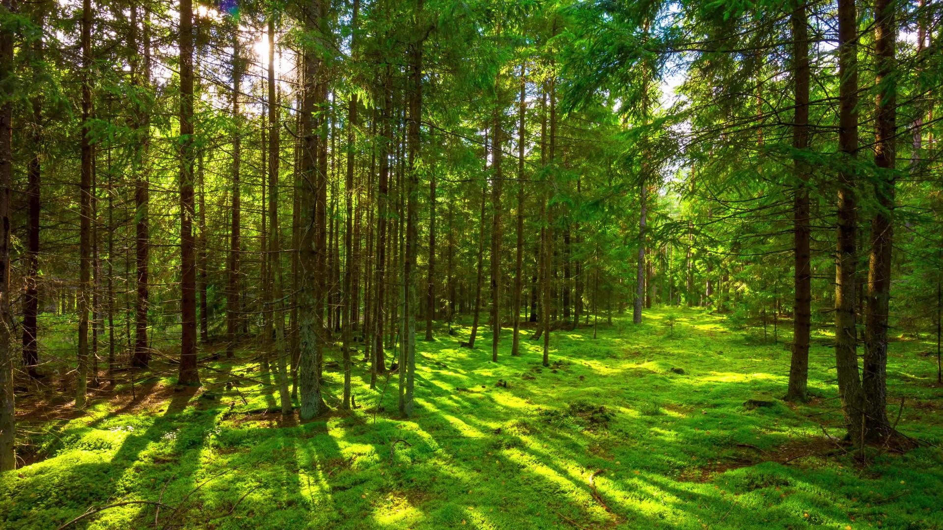 夏季森林和太阳全景折叠时间视频的预览图