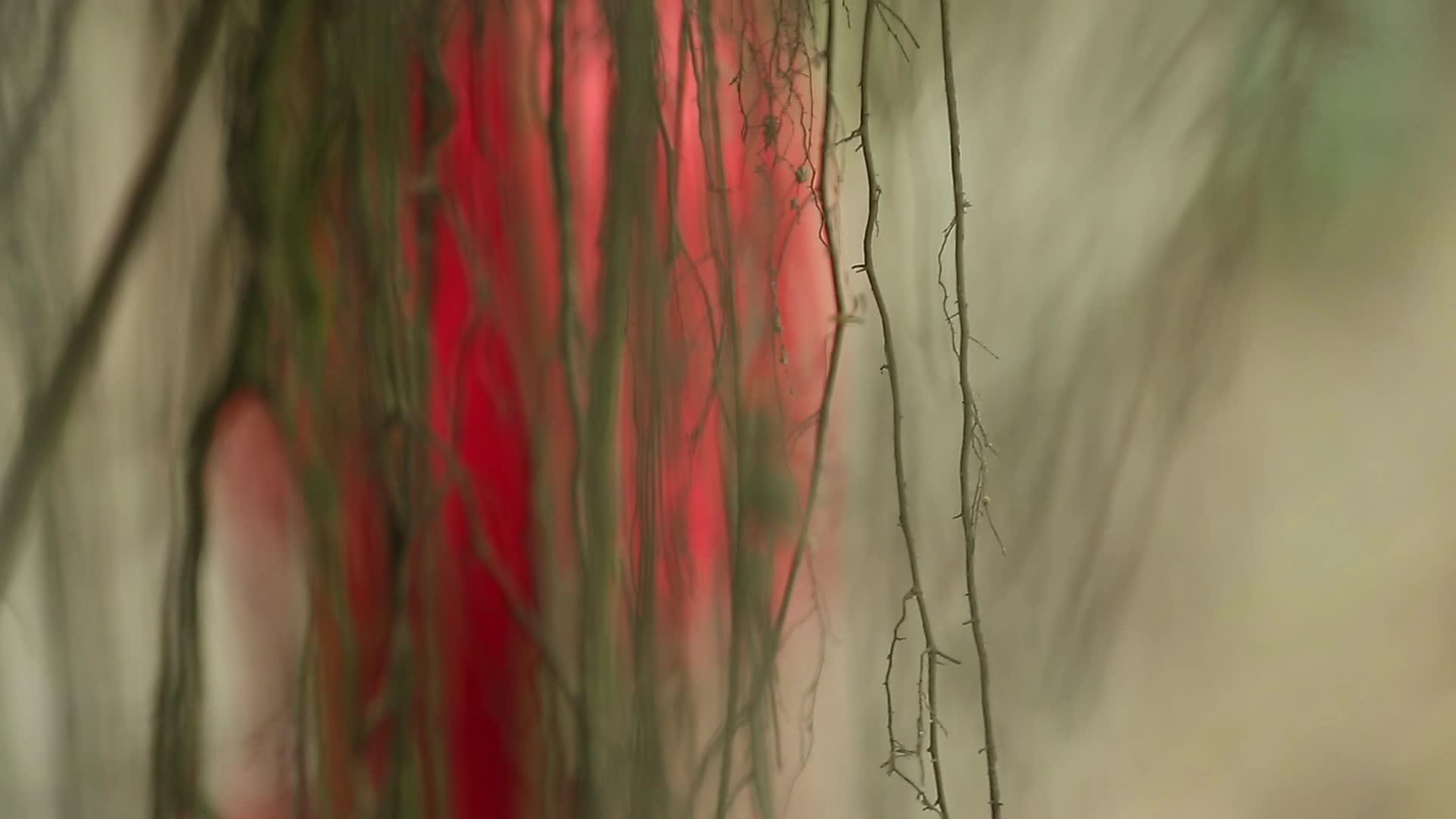 森林中的美丽女神视频的预览图