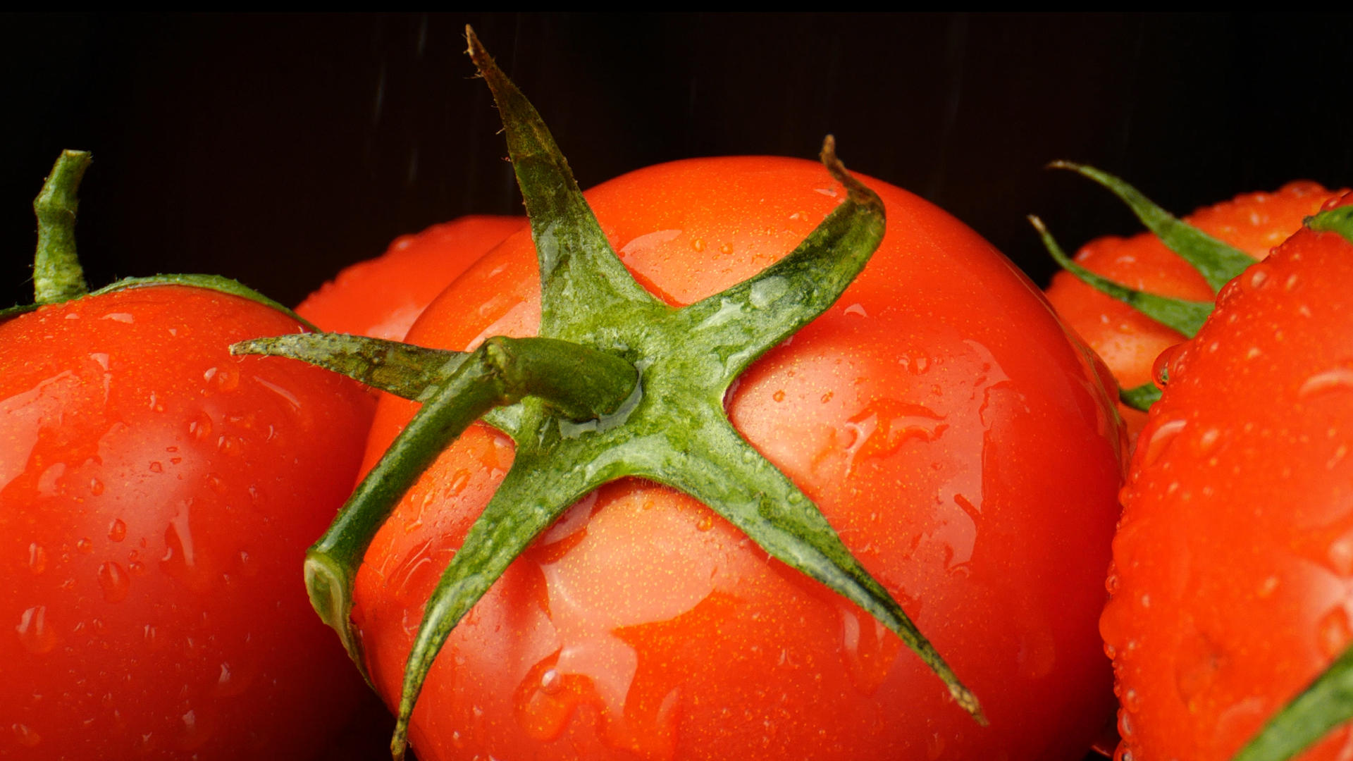 4K西红柿微距番茄水果天然绿色有机蔬菜视频的预览图