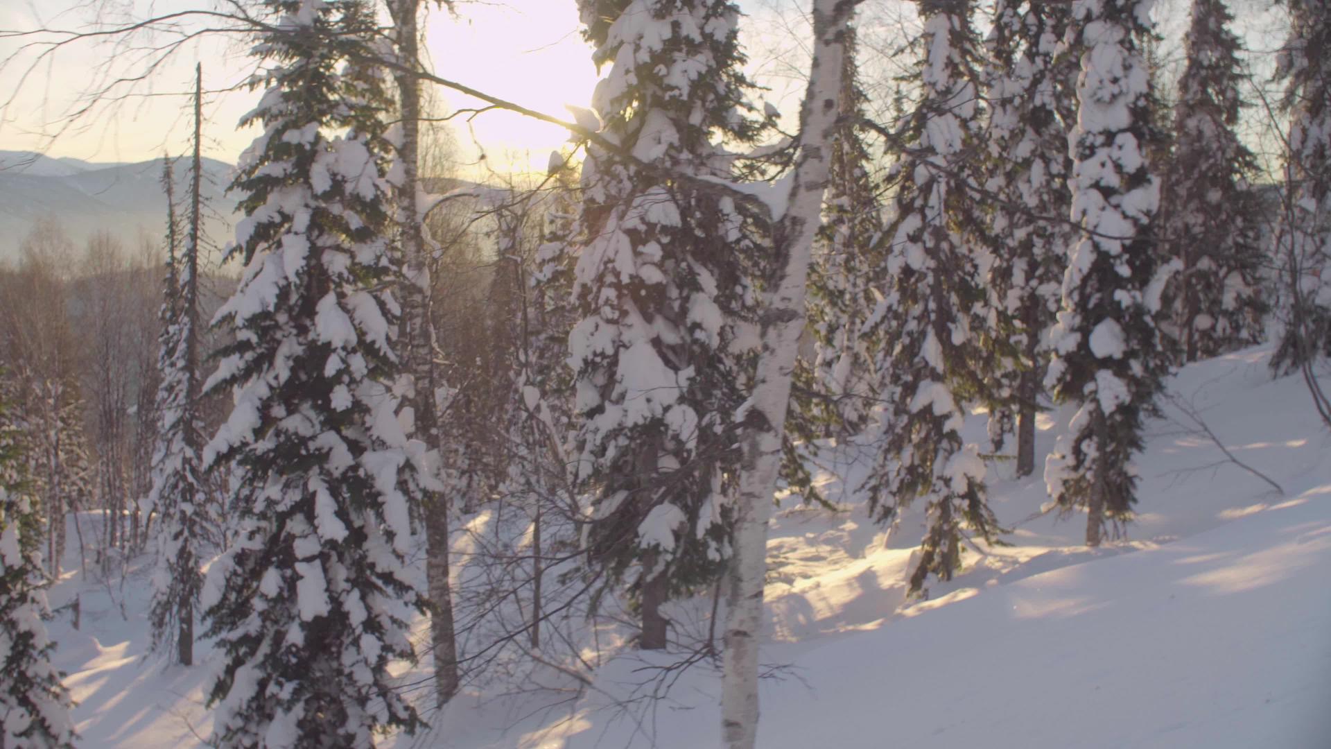 阳光照耀着树上下雪的森林视频的预览图