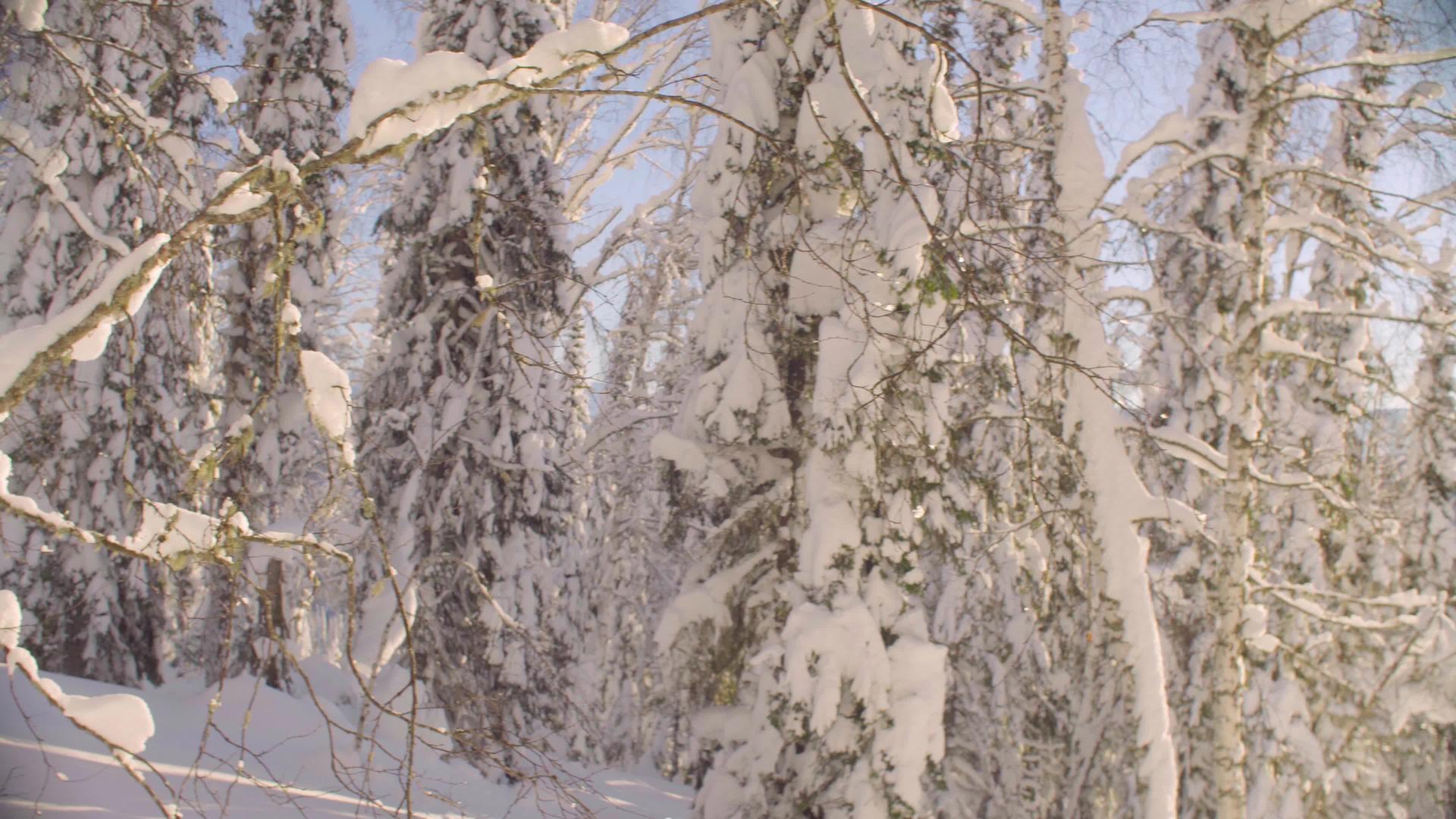 冬天在森林里视频的预览图