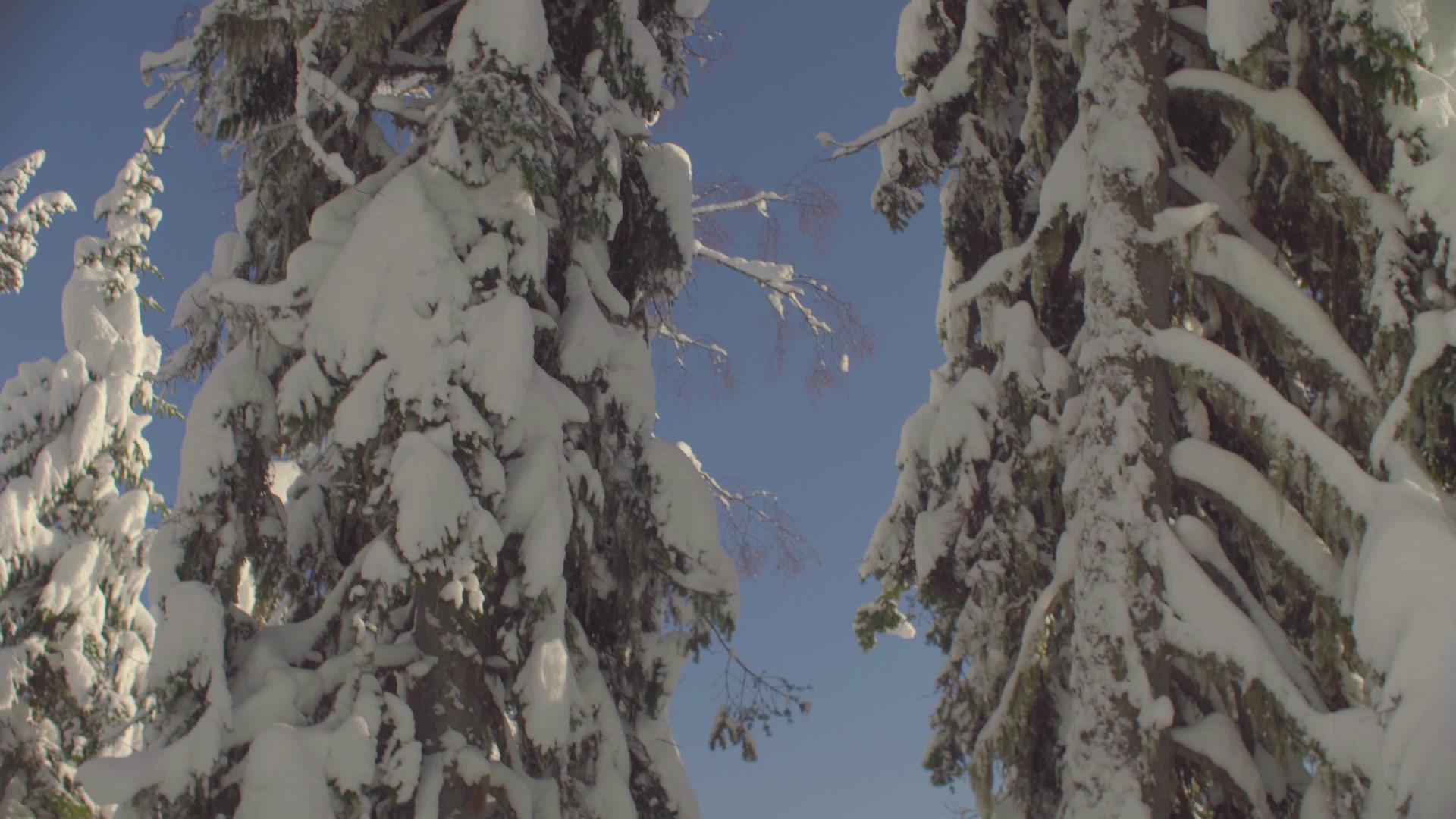 冬树在西伯利亚山上视频的预览图