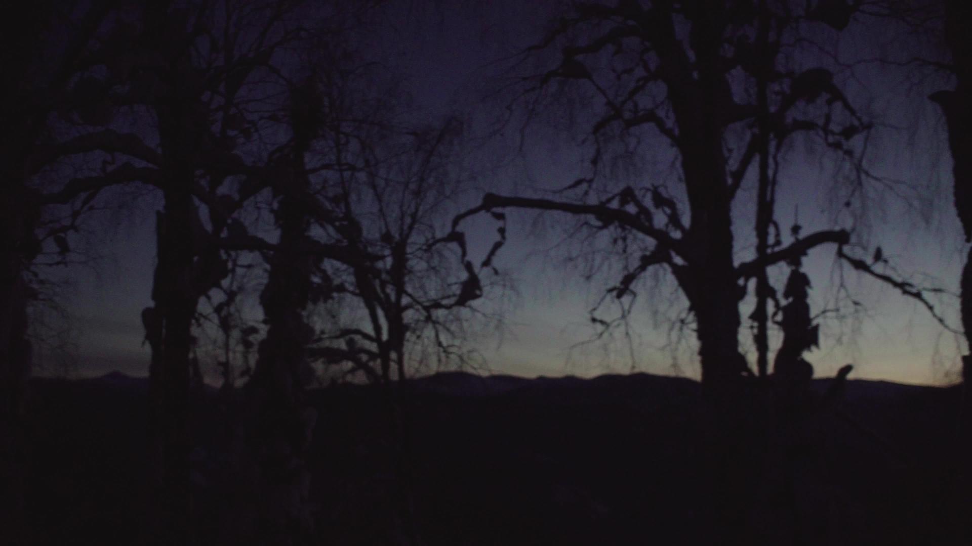 冬夜森林视频的预览图