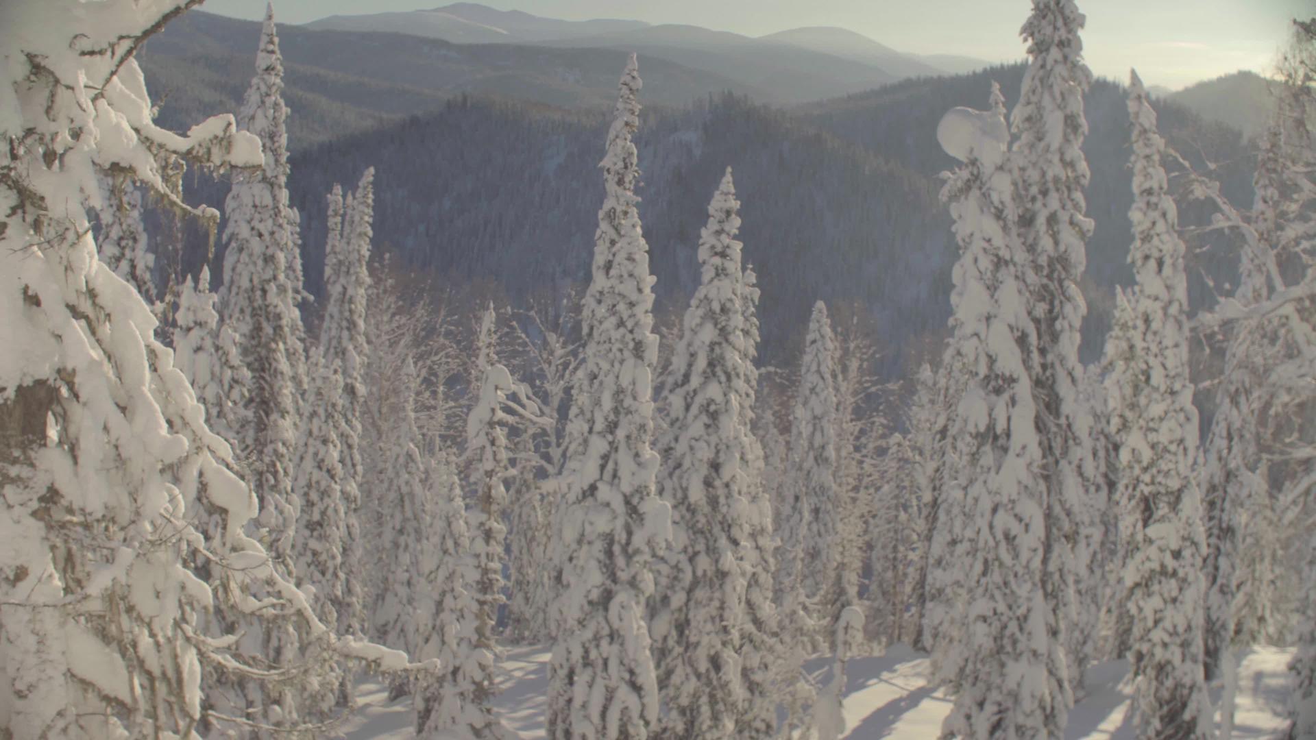 冬季森林在西伯利亚山脉视频的预览图