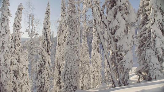 冬季迷幻森林视频的预览图