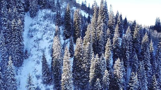 山林森林被雪和雪完全覆盖视频的预览图
