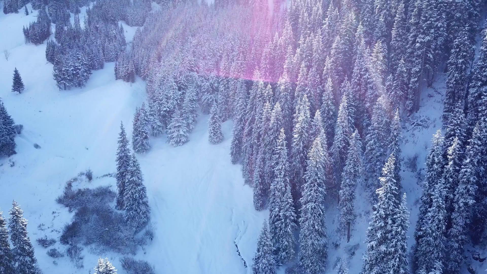 山林森林被雪和雪完全覆盖视频的预览图
