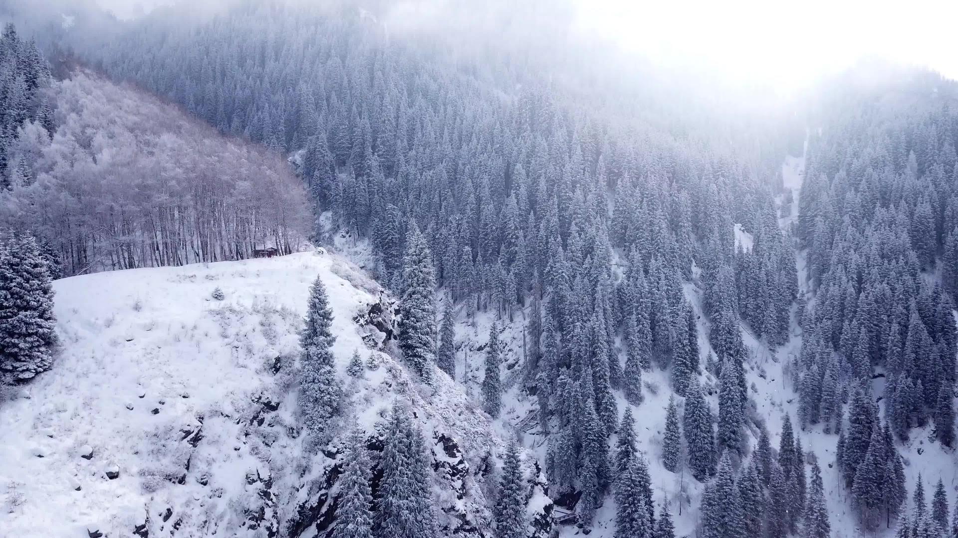 大雪峡谷山上有长青树视频的预览图