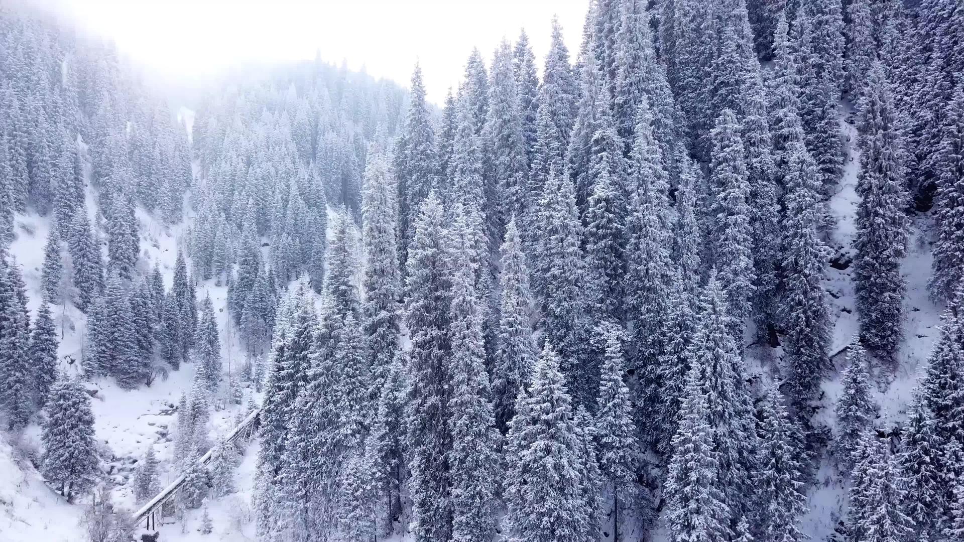 大雪峡谷山上有长青树视频的预览图