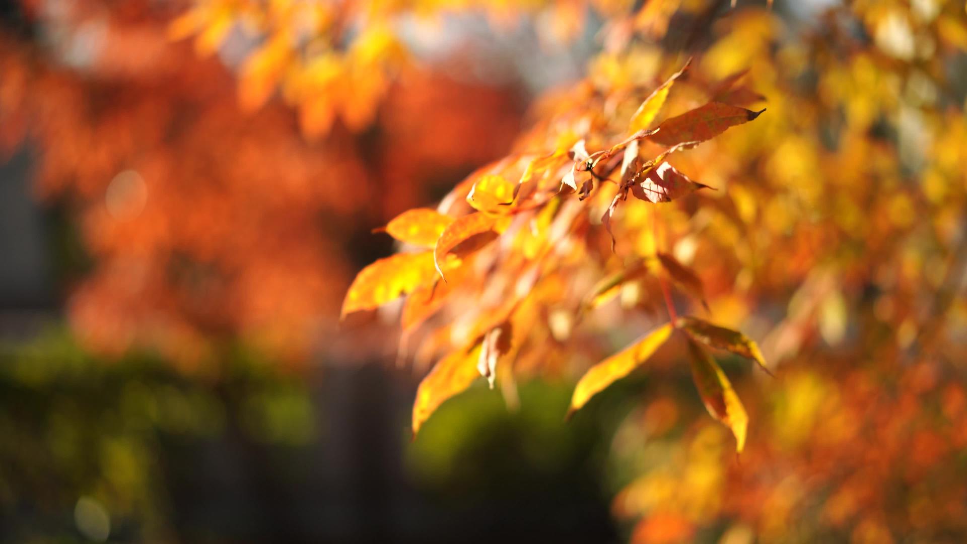 树上有橙色木叶的自然背景视频的预览图