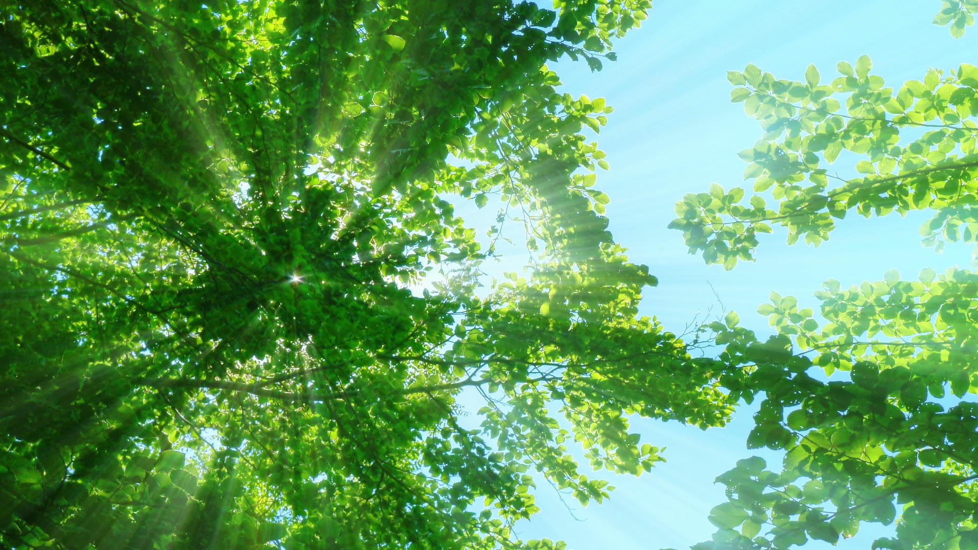 太阳的光线穿过树上4公里视频的预览图