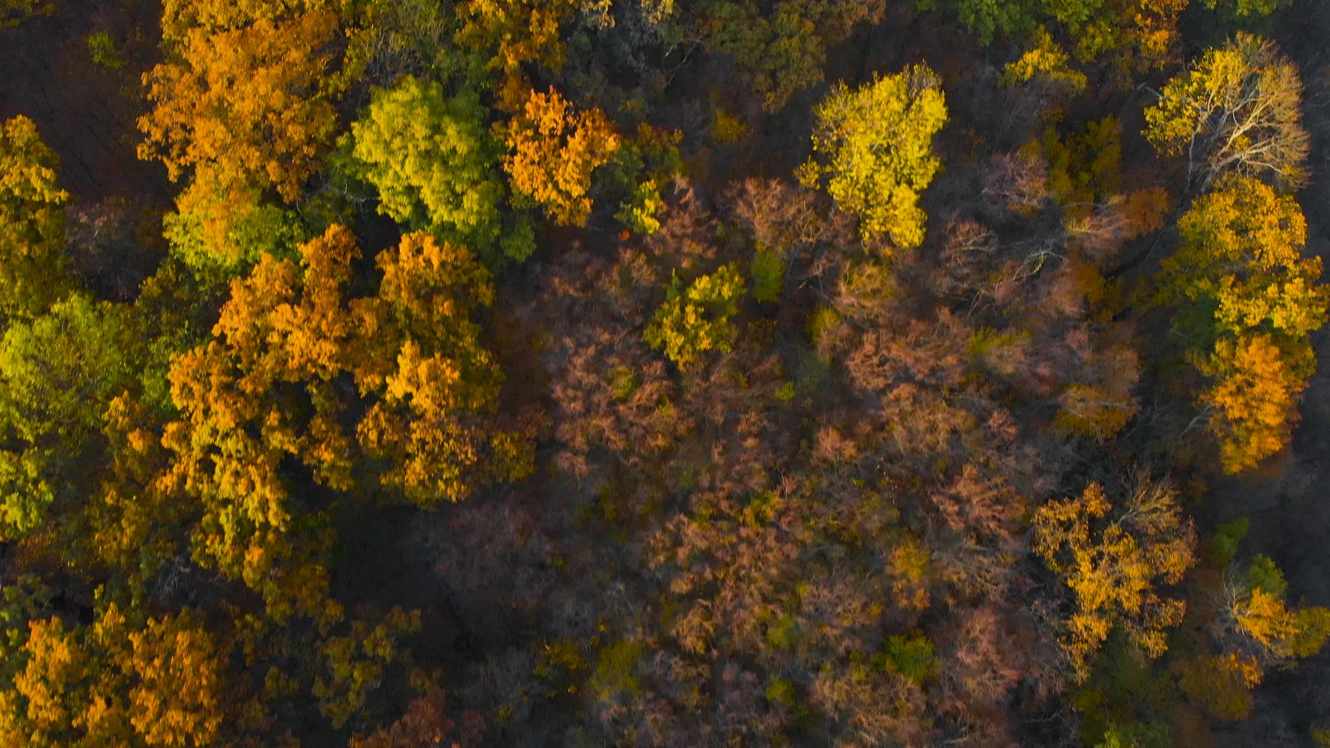 秋叶树在森林中的顶部视图视频的预览图
