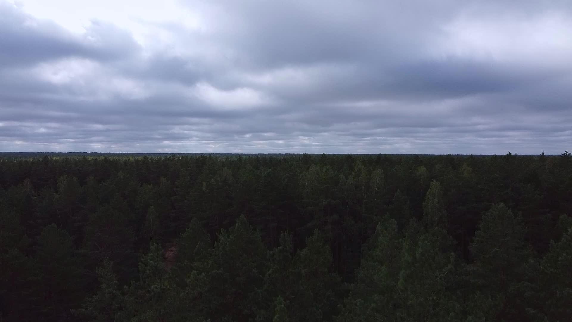 在阴云的一天黑暗的松林飞过视频的预览图
