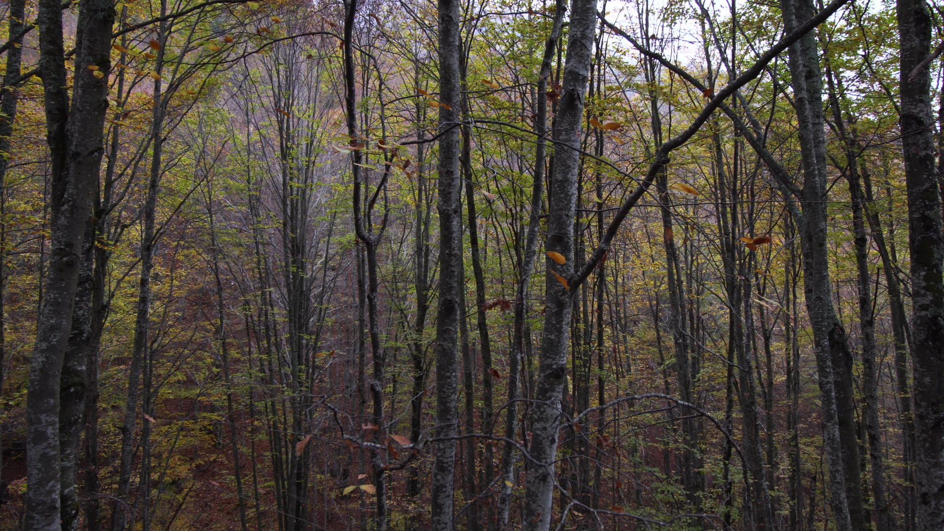 秋天在森林里的高树林里视频的预览图