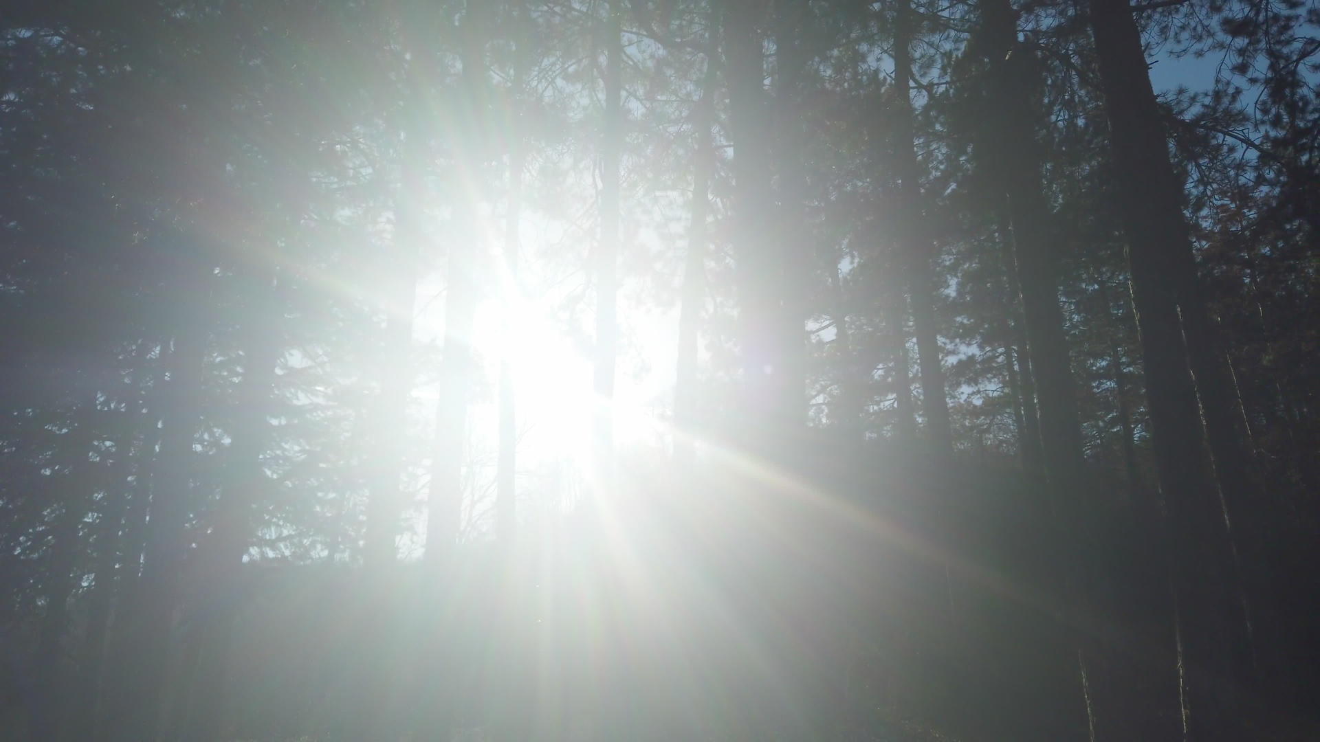 美丽的阳光照亮了绿色的森林视频的预览图