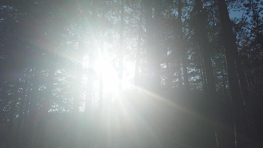 美丽的阳光照亮了绿色的森林视频的预览图