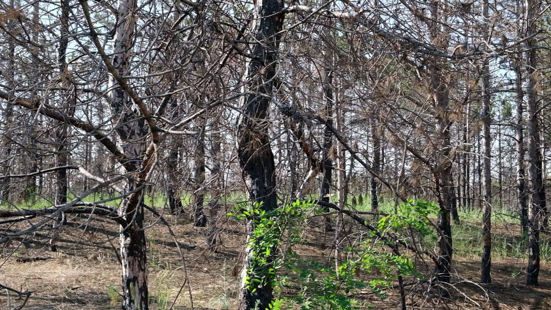 火灾发生后隐藏的森林被烧毁黑色的树木含有烟灰视频的预览图
