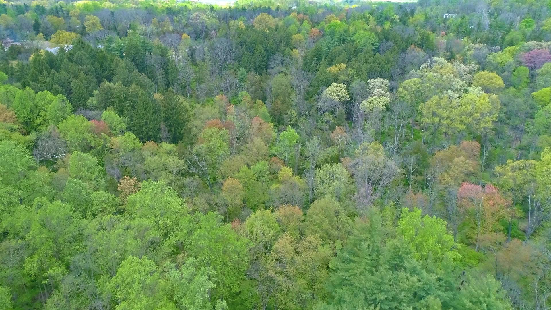 春天森林时间色彩的空中视图视频的预览图