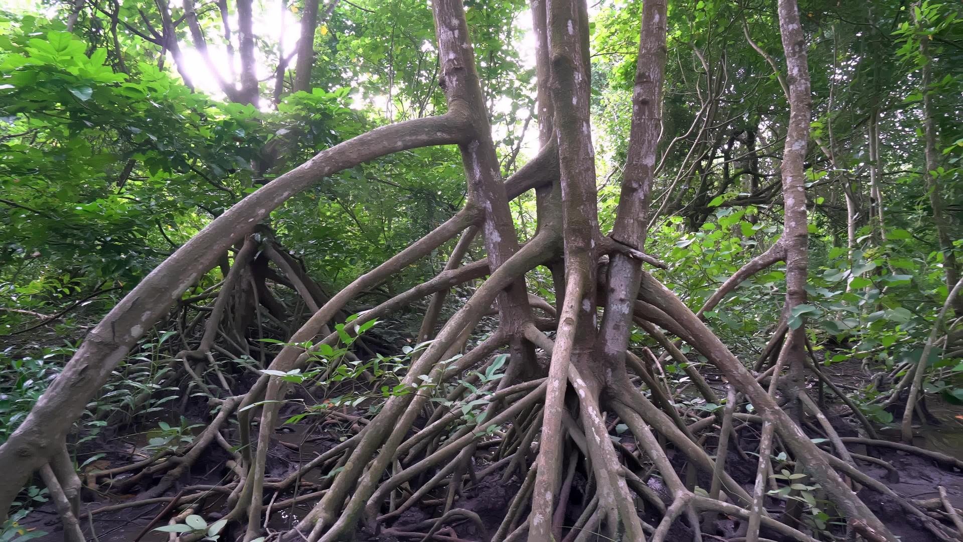 红树林横树根视频的预览图
