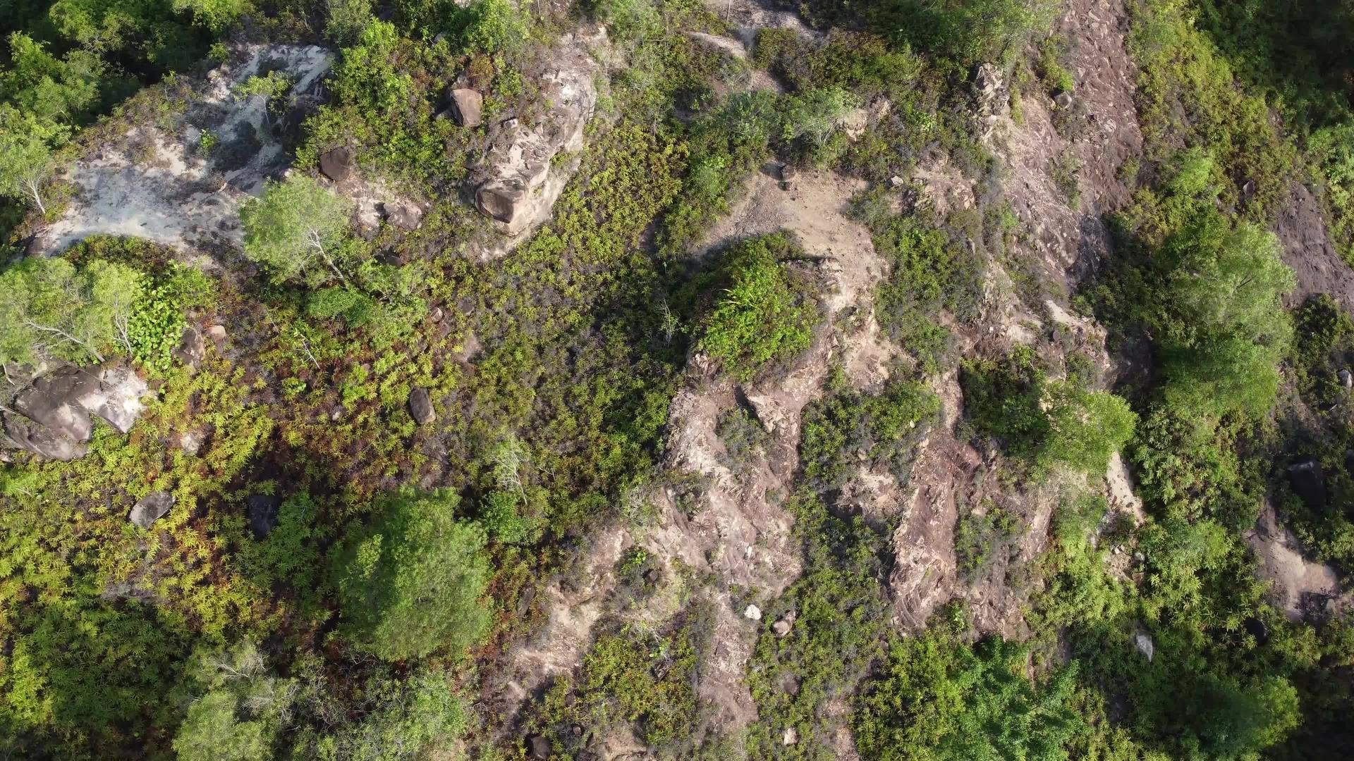 清除林山上的树木视频的预览图