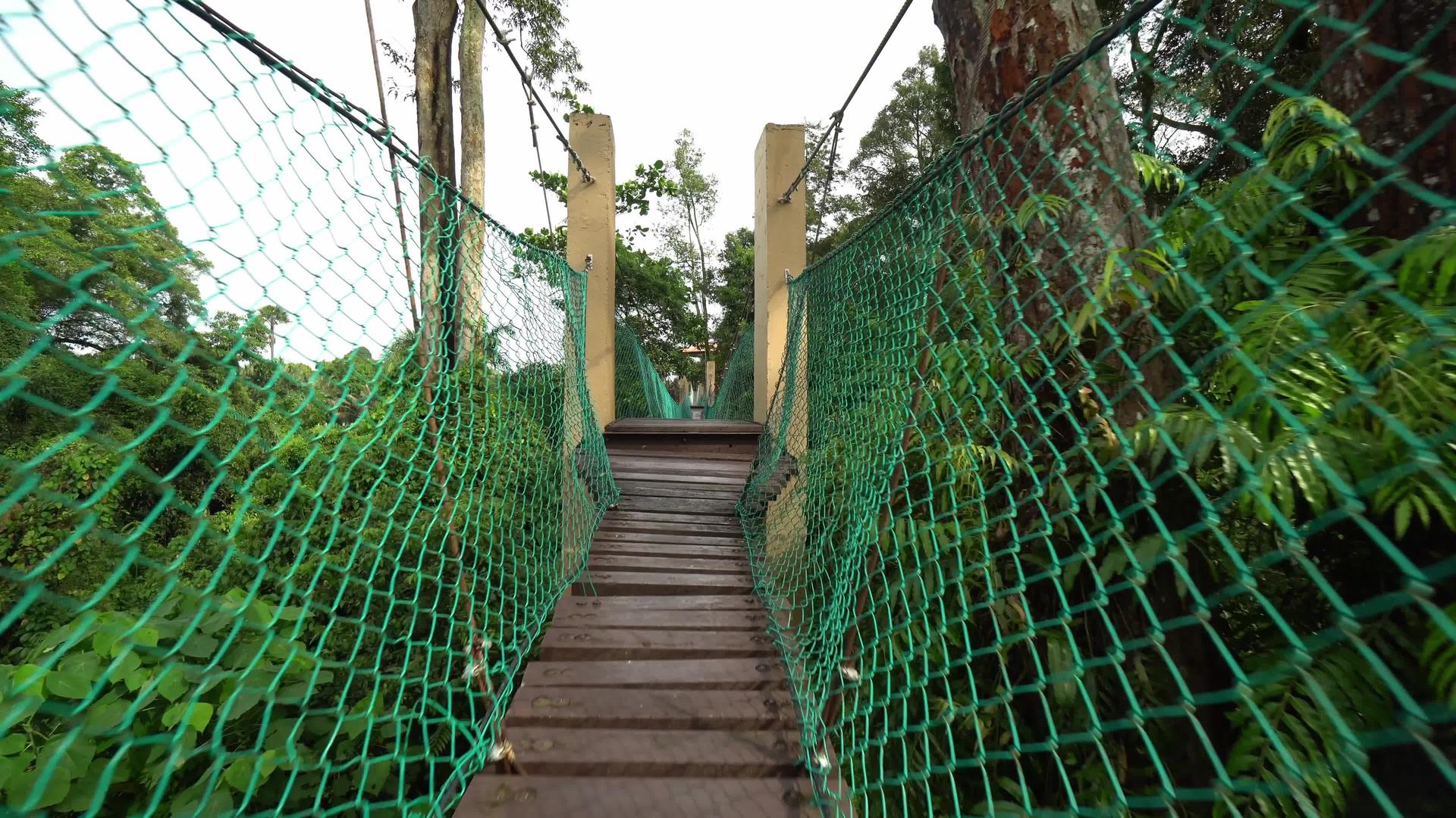 Malaysia树冠漫步在雨林中视频的预览图