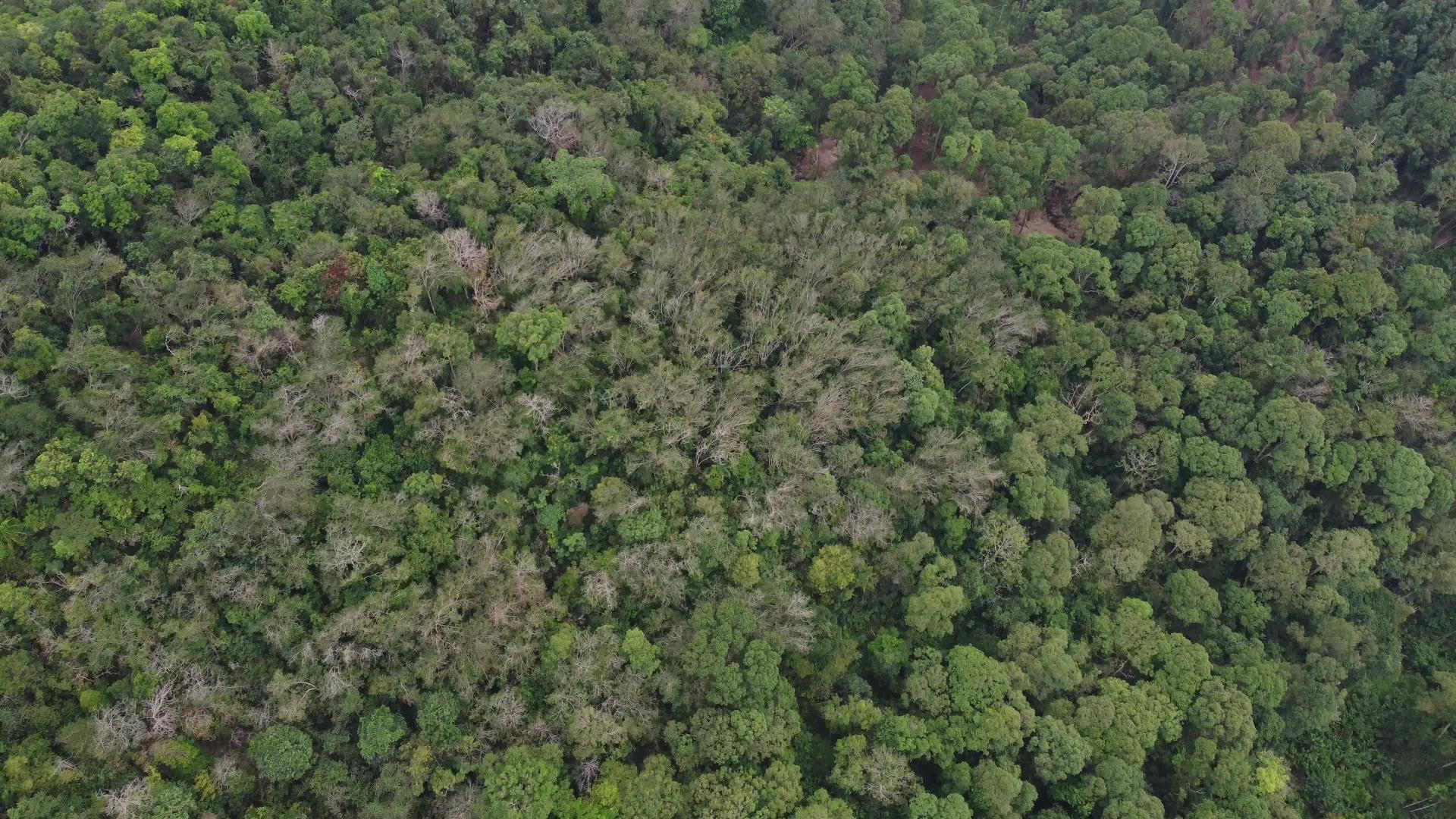 看看空中的雨林马莱西亚视频的预览图