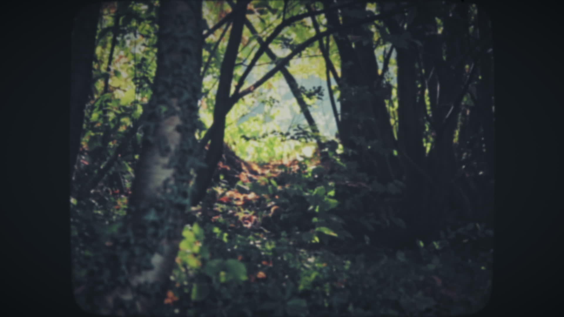 阳光照耀着森林视频的预览图