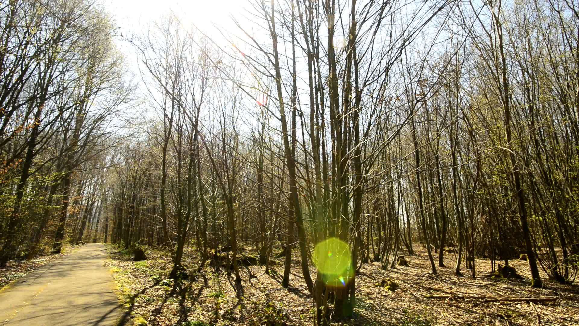 春天是森林中的第一片绿叶视频的预览图