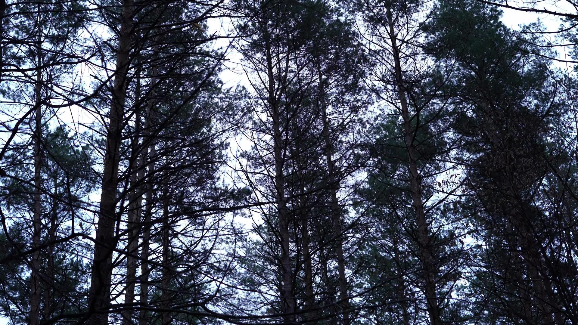 松树在夜晚的松林中摇曳视频的预览图