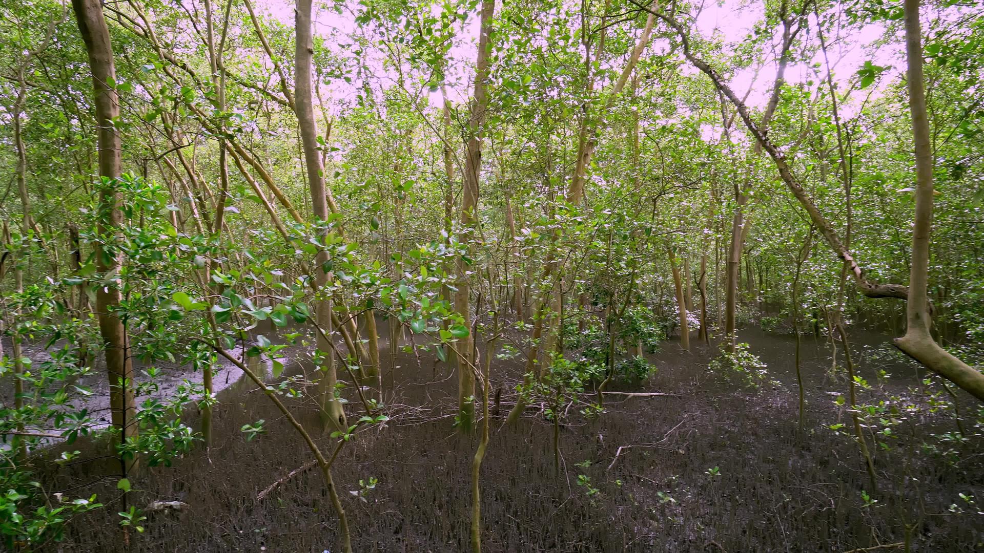 红树林横跨奉江视频的预览图