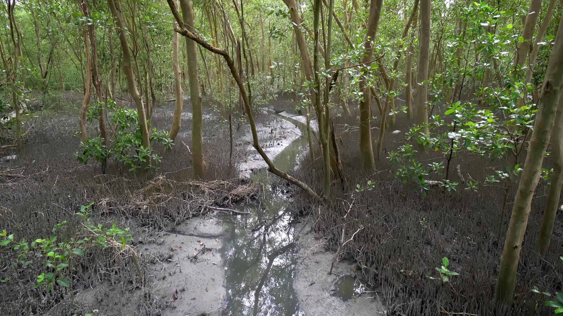 风景优美的红树林森林视频的预览图