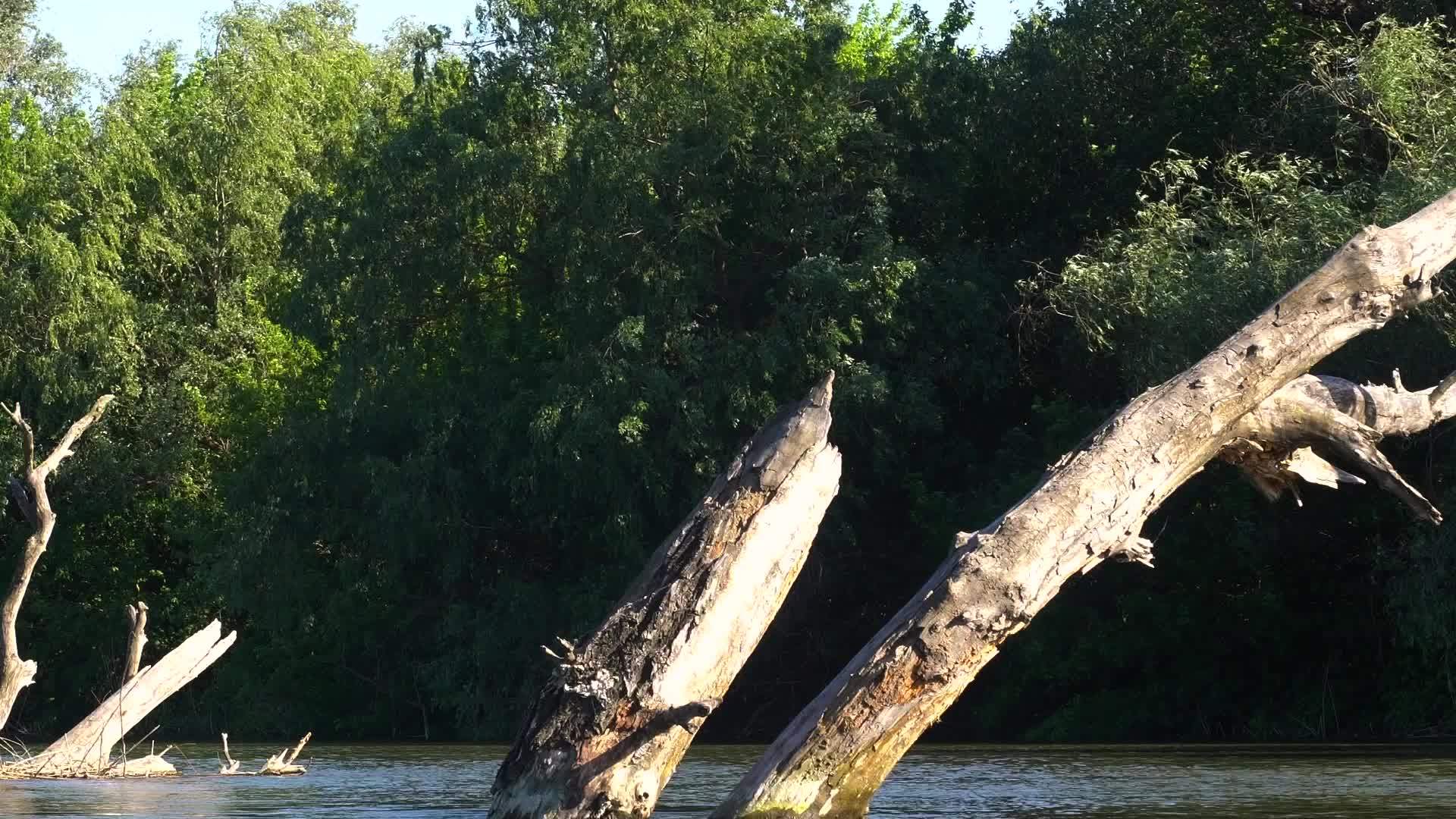 河里的干枯树视频的预览图